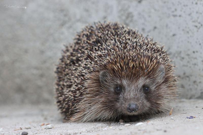 Ёжик, животное, колючий, млекопитающее, позитив, 90D, фотография, Россия, Свирин Вадим, 2022, Hedgehog, animal, prickly, mammal, positive, 90D, photography, Russia, Vadim Svirin Ёжик.photo preview