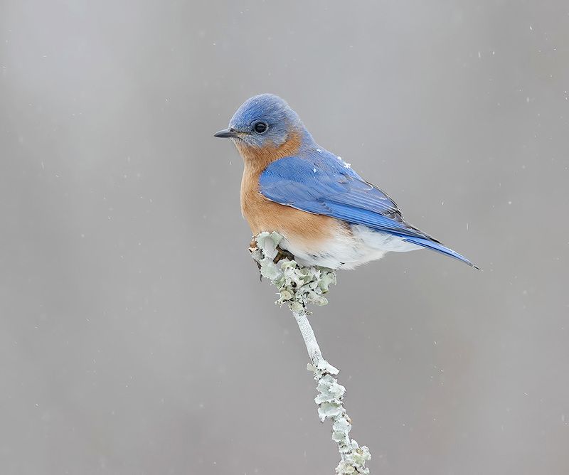 восточная сиалия, eastern bluebird, bluebird Eastern Bluebird, male -Восточная сиалия, самецphoto preview
