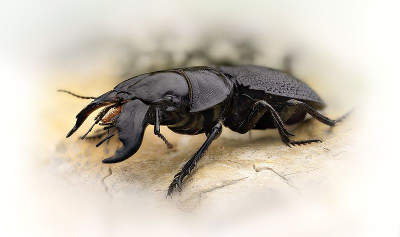 carabidae, crepidopterus decorsei, жужелица Хищникphoto preview