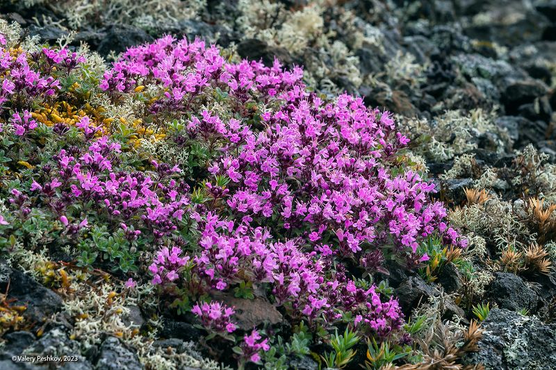 плато путорана, таймыр, цветы, 8 марта, заполярье, курейка, яктали Цветы плато Путоранаphoto preview