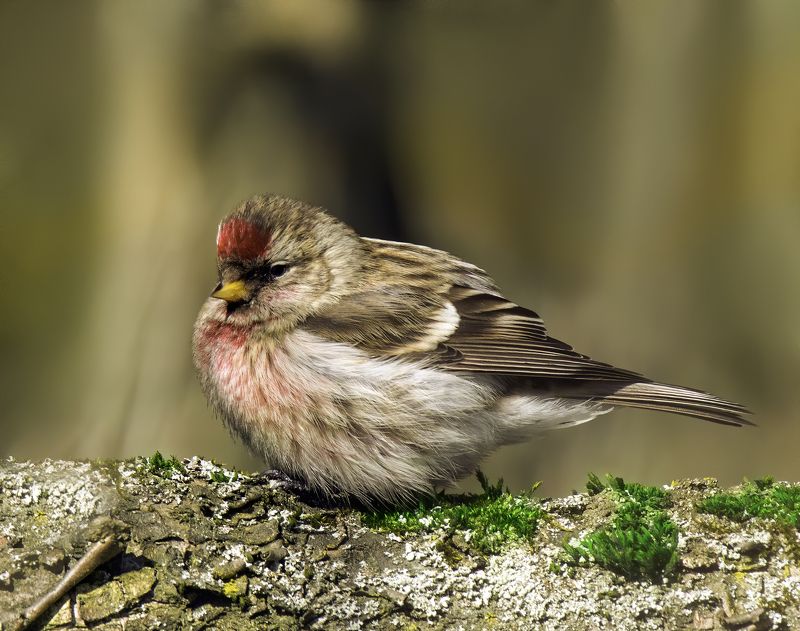 redpoll, birds,birding, birdwatching, birdshots, птицы, чечетка, фотоохота, фотоптиц, природа Чечётка (redpoll)photo preview