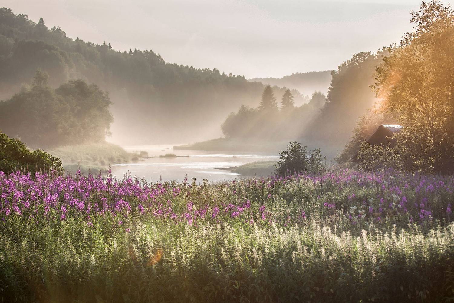 Крапива, Кипрей и Туман. Автор: Yuri Ovchinnikov , Yuri Ovchinnikov