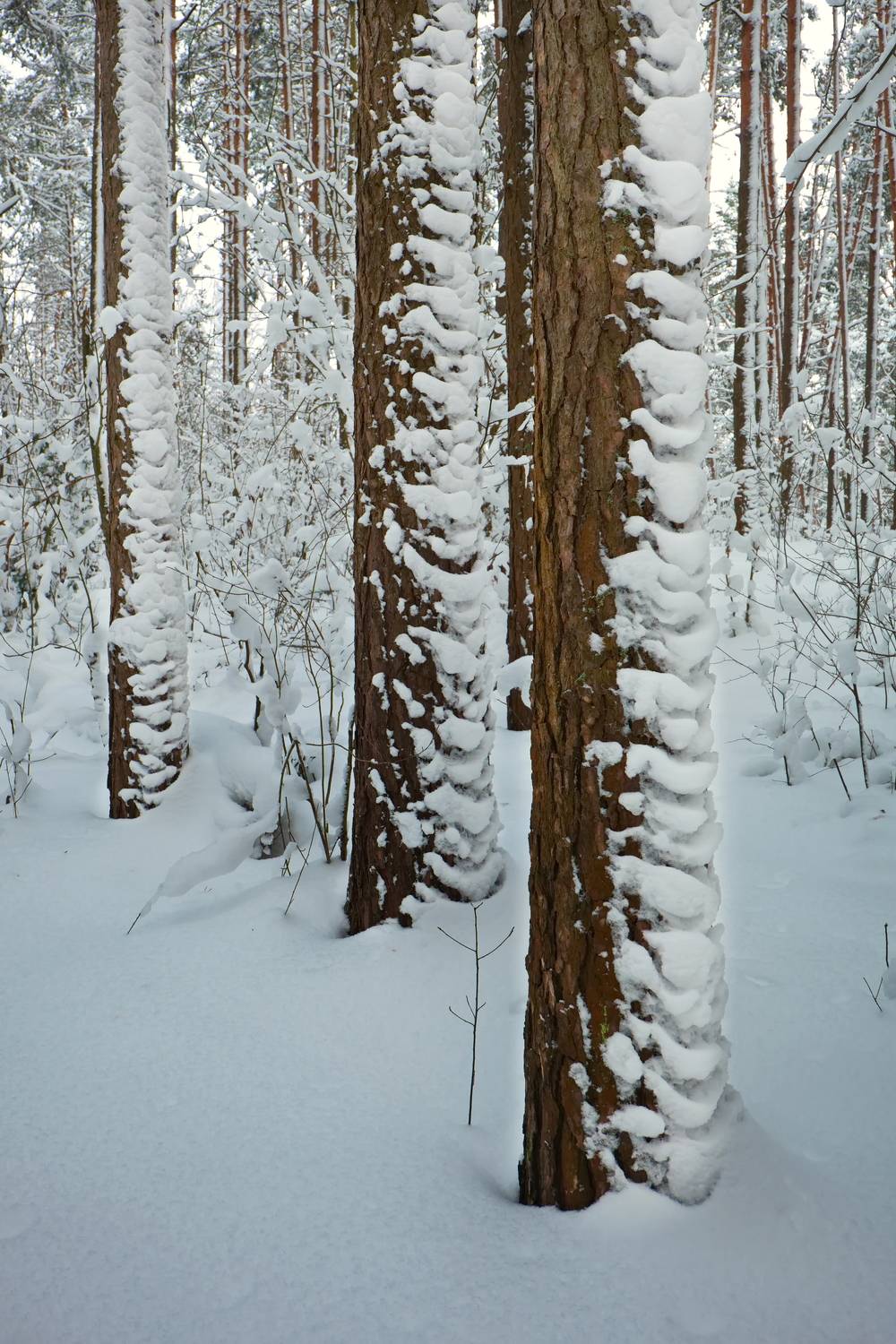 зима, снег, лес, сосны, зефир, лучеса, Виктор Гурков