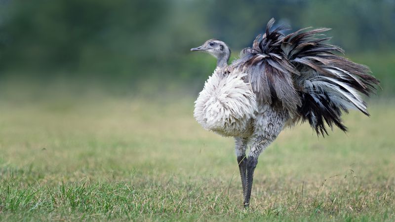 Несуразицаphoto preview