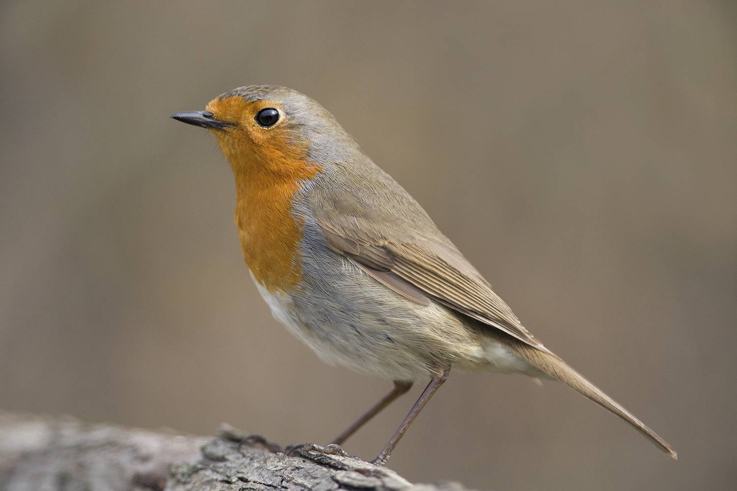 , Евгени Стефанов