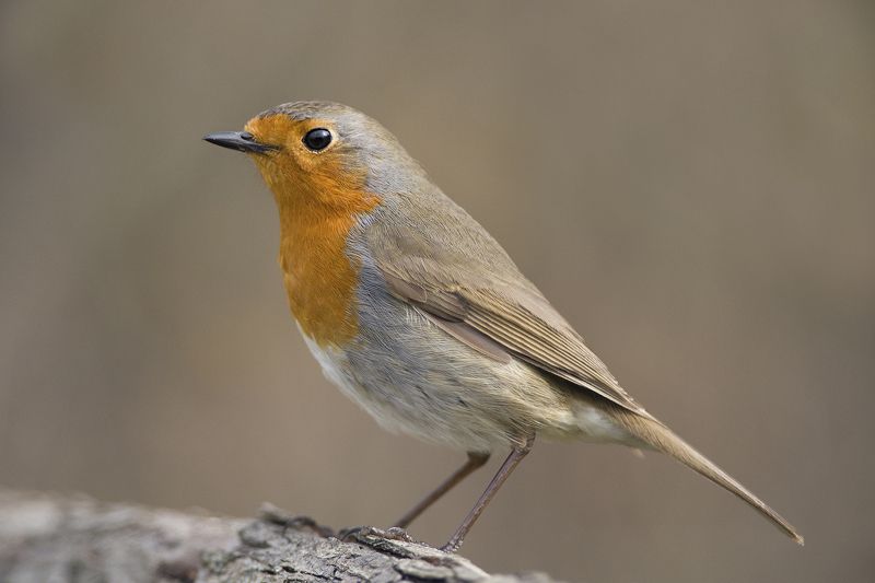 Зарянка фото превью