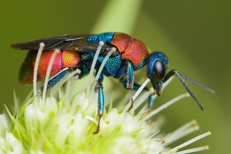 осы-блестянки, chrysididae Оса-красаphoto preview