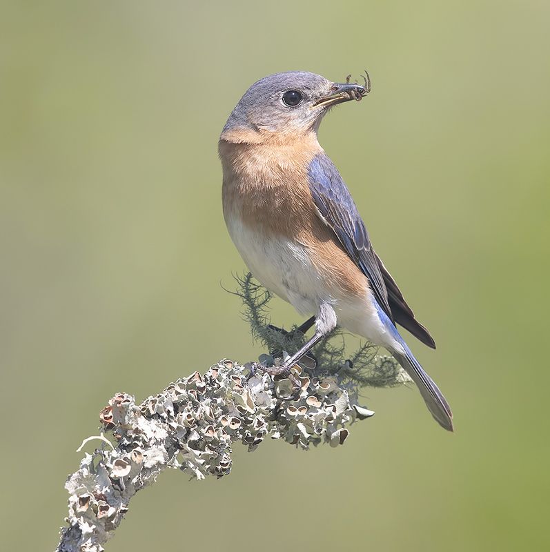 восточная сиалия, eastern bluebird,bluebird Eastern Bluebird, female -Восточная сиалия. самкаphoto preview