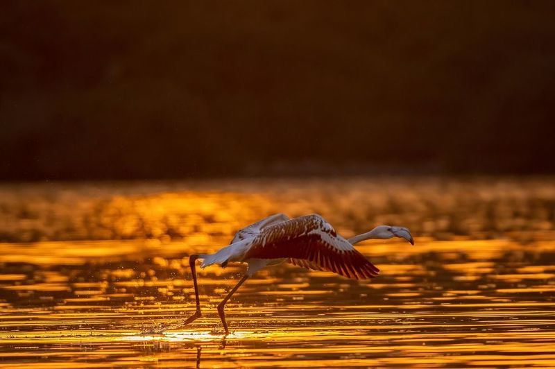 flamingos take offphoto preview