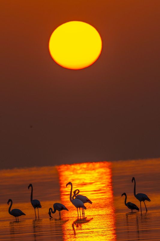 golden hoursphoto preview