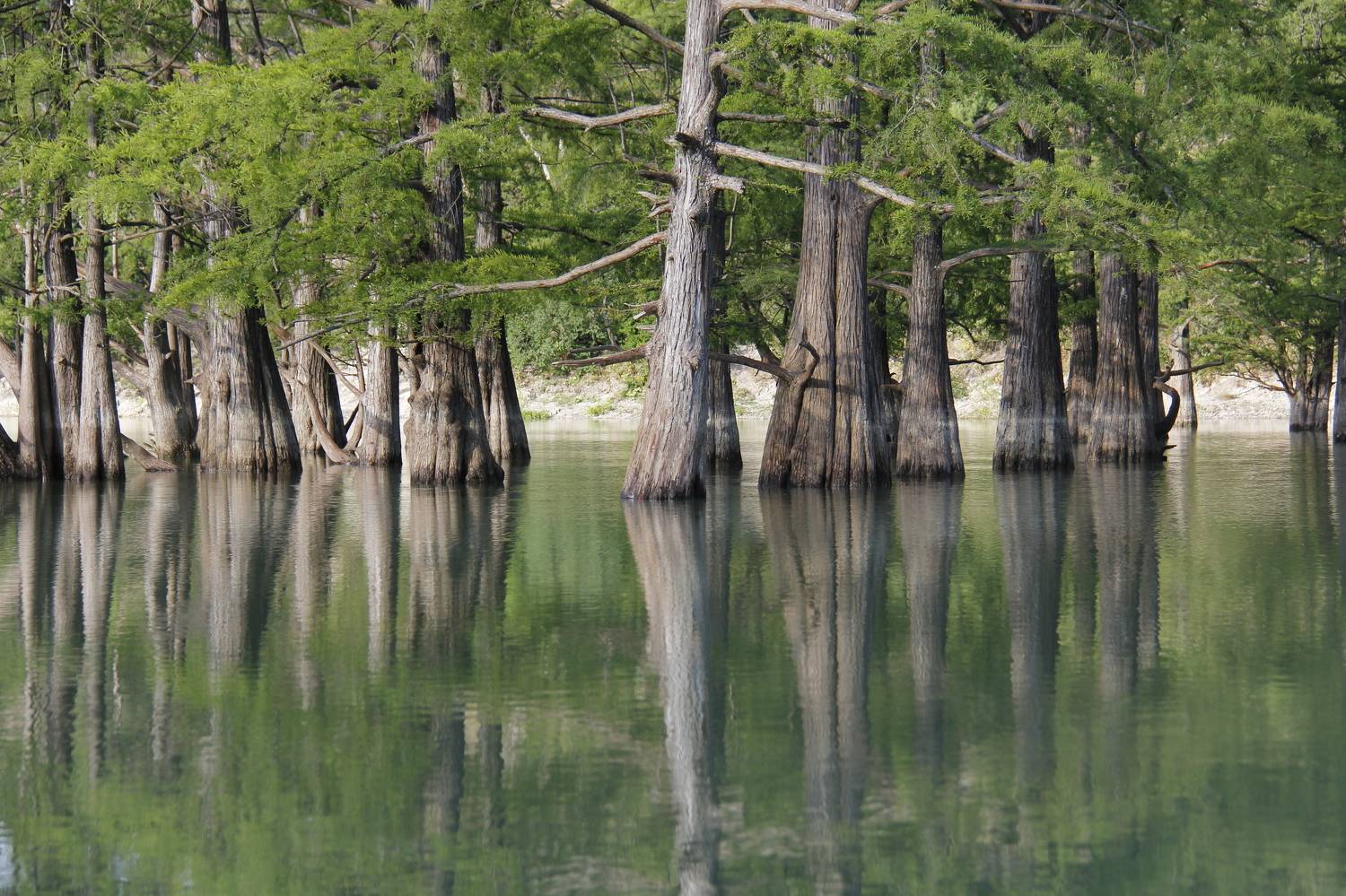 кипарисы, озеро, сукко, краснодарский край, юг, лето, сезон, вода, отражения, зелень,, Irina Solonina