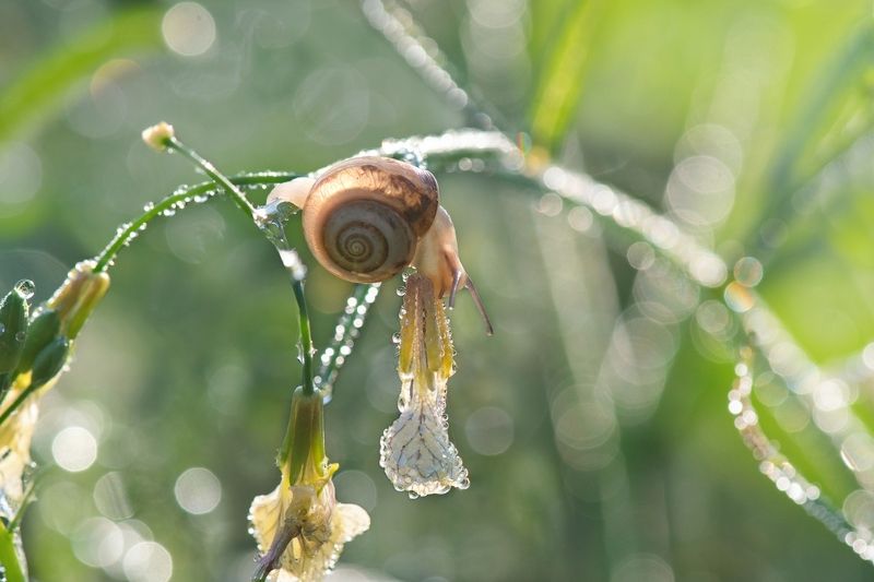 Несметные сокровища весны...photo preview