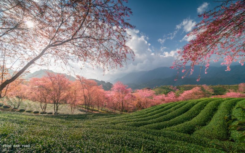 Landscape, Tree, Sky, Sun, Moutain, Vietnam, Spring  Cherry blossom in SaPa, Vietnam  фото превью