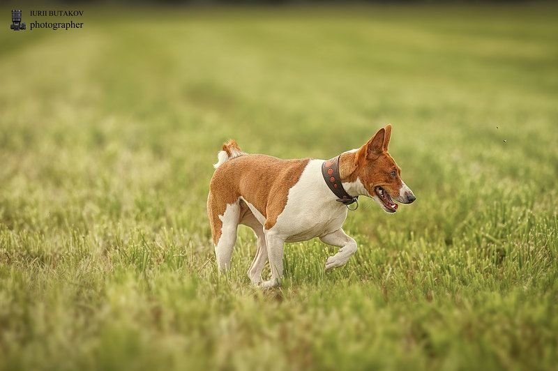 Дусяphoto preview