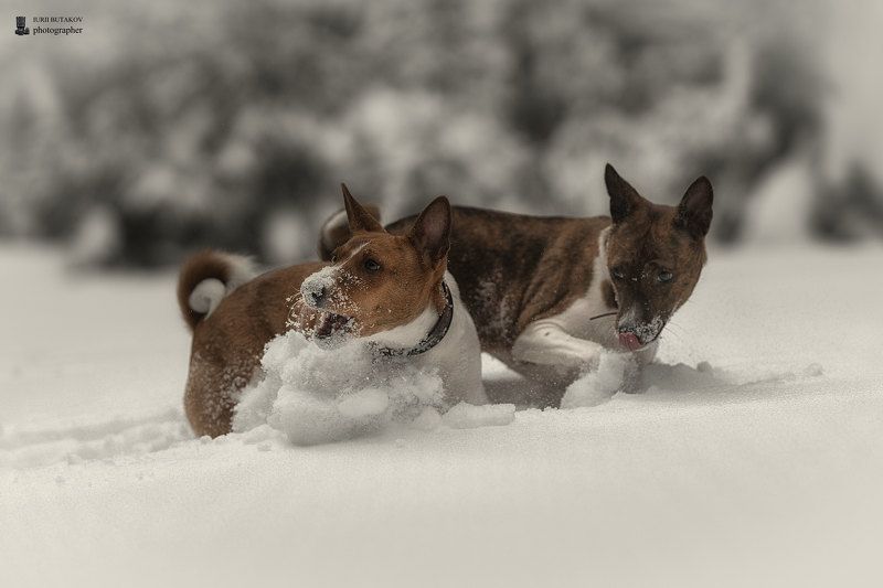 Сестрыphoto preview