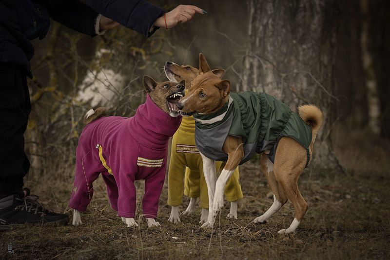 Прогулкаphoto preview