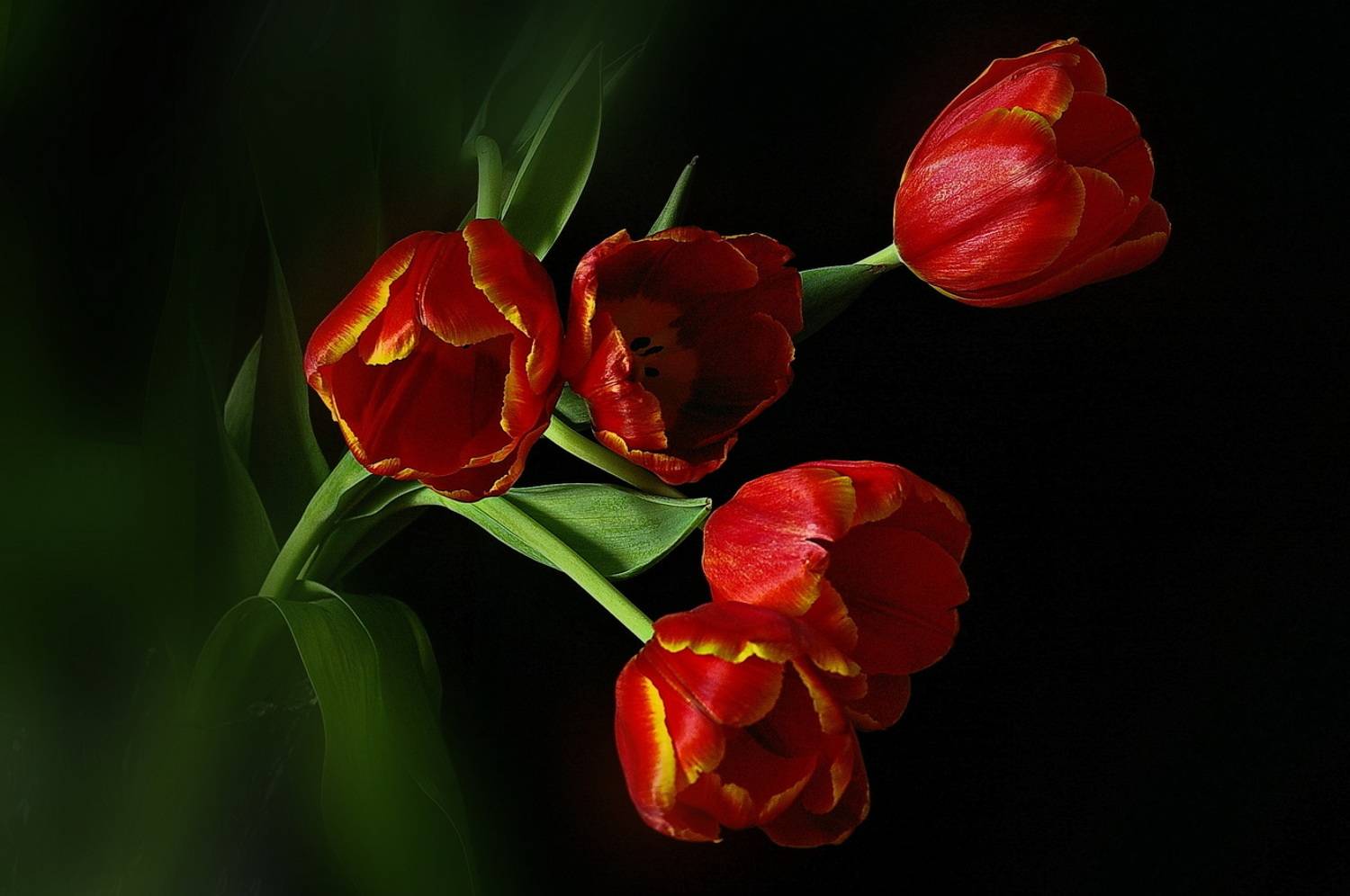 , Николаев Владимир