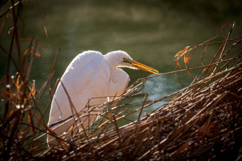 охота . большая белая цапля В засаде фото превью