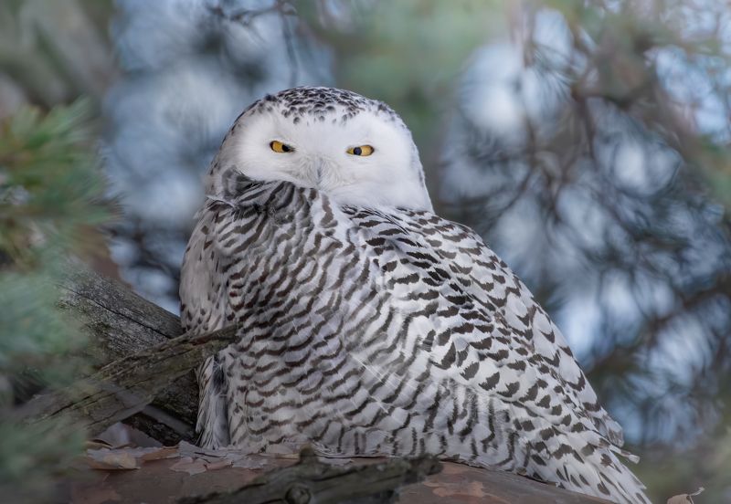 Полярная Сова Bubo scandiacusphoto preview