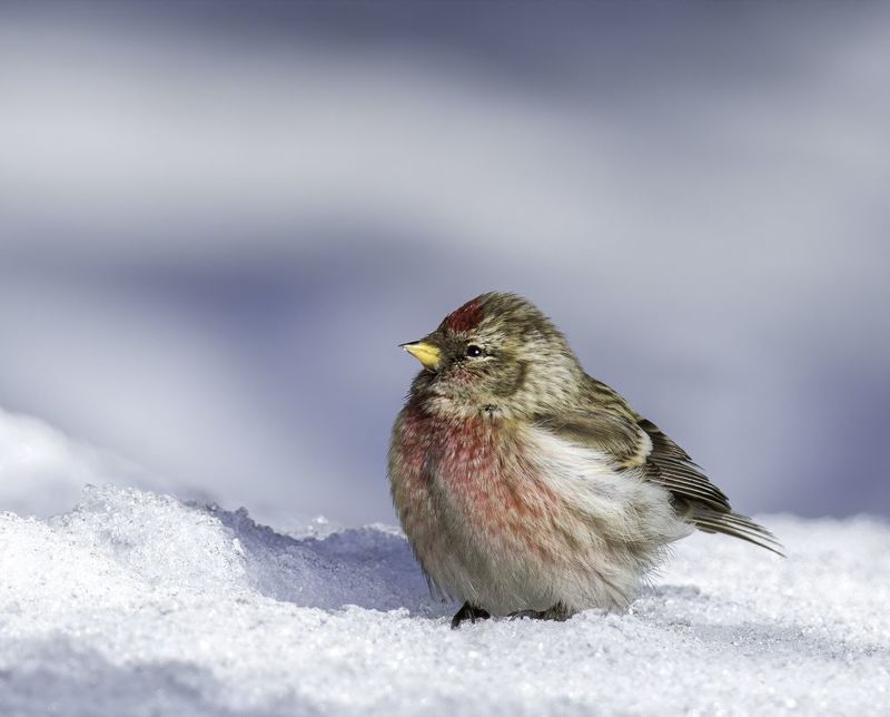 bluetit, birds,birding, birdwatching, birdshots, птицы, лазоревка, фотоохота, фотоптиц, природа, чечётка Чечёткаphoto preview