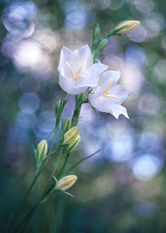 Колокольчикиphoto preview