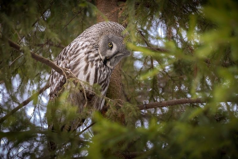 Бородатая неясытьphoto preview