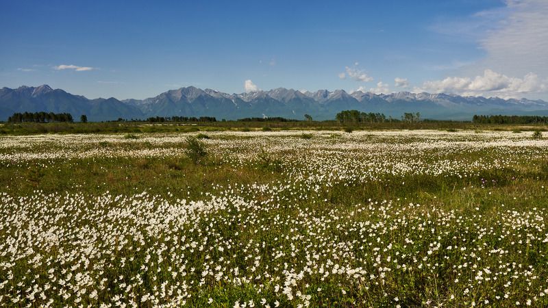 Ветреница цвететphoto preview