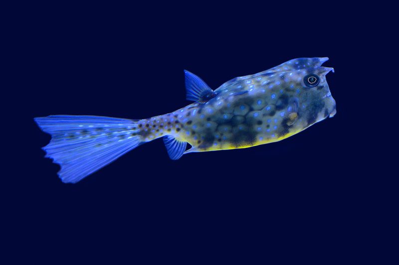 Poisson vachephoto preview