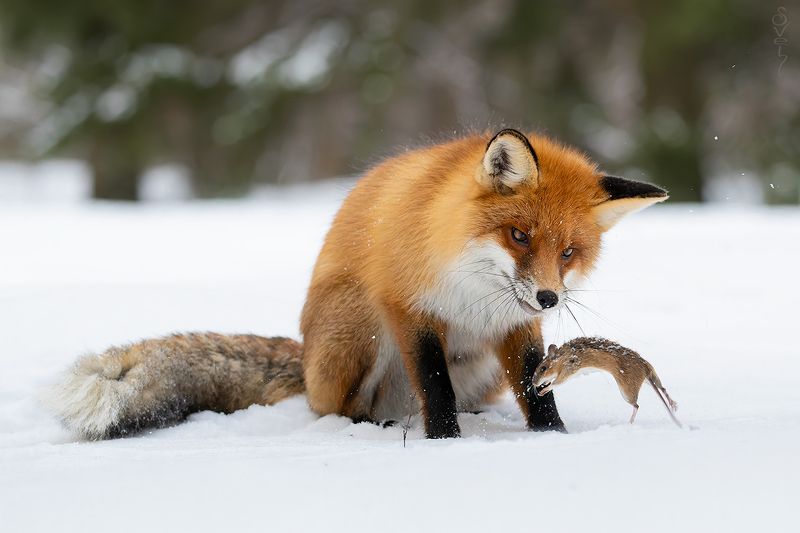 лиса последние гастролиphoto preview