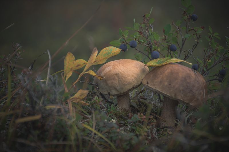 Дарыphoto preview