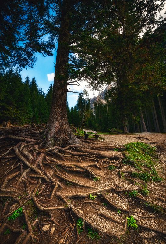 The Bench photo preview