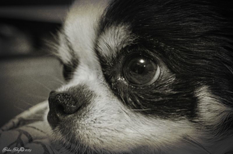 Печалька....photo preview