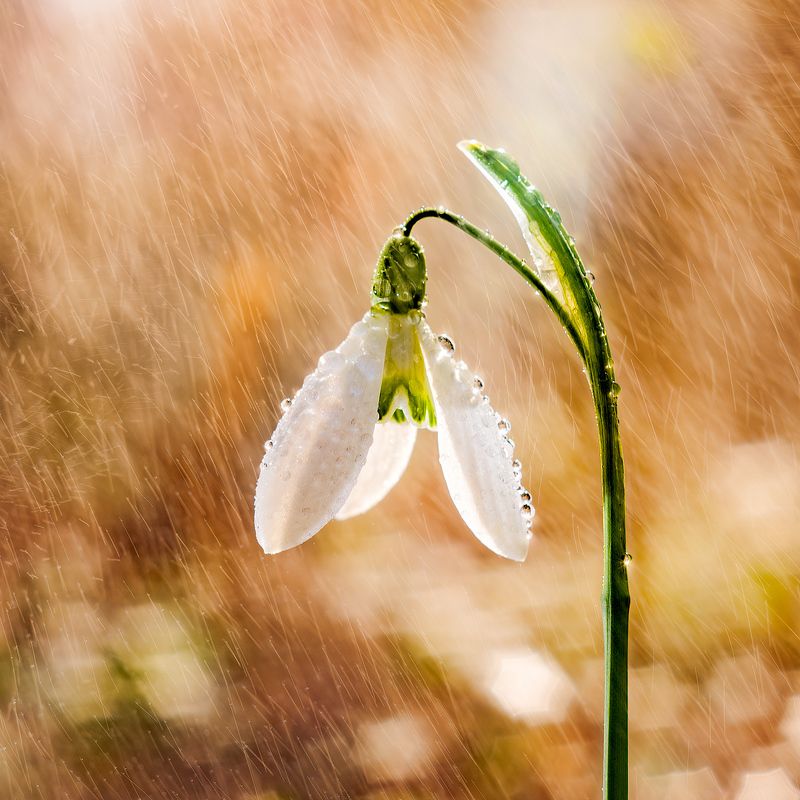 snowdrop, rain, bokeh, m42, insdustar Snowdrop in the rainphoto preview