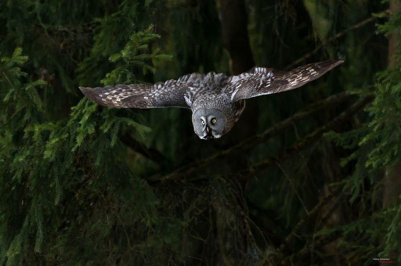 ... фото превью