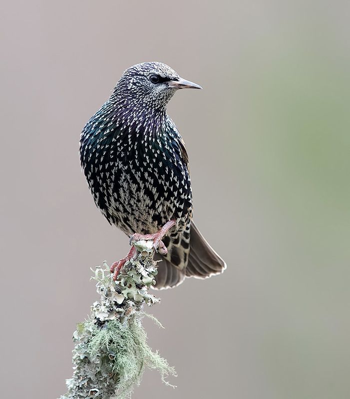 cкворец, european starling,  starling, зима Juvenile European Starlings Molting - Молодой Линяющий Скворец фото превью
