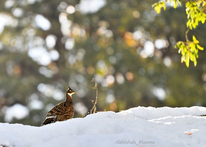 Himalayan Monal (female)photo preview