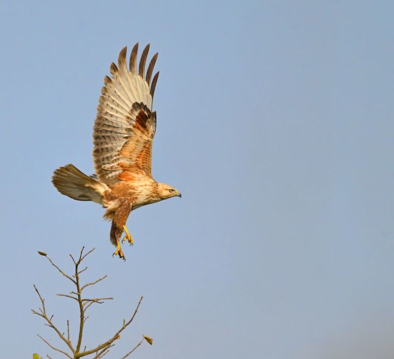 Crested honey buzzardphoto preview