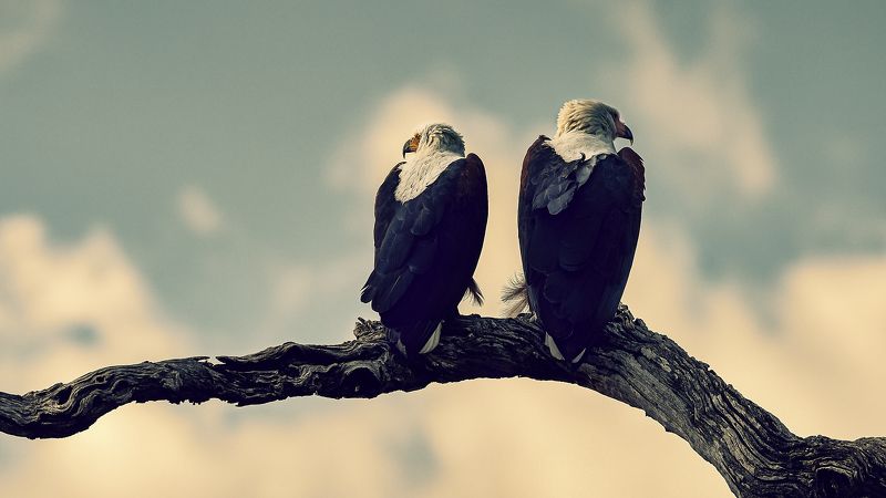 eagle, raptor, pair,  Fish Eagle Pairphoto preview
