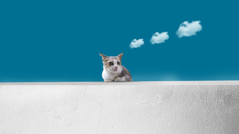 What did you think, dude?photo preview