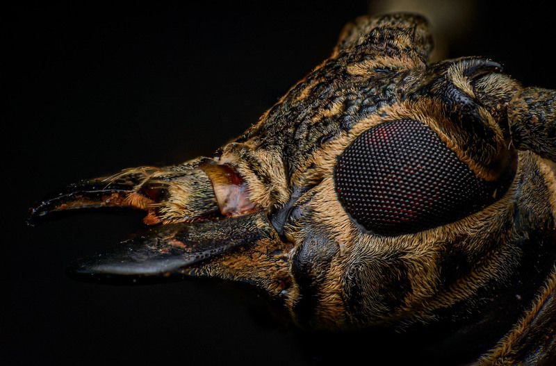 macro, nature, beetle, longhorn beetle, Flat-faced Longhorn Beetlephoto preview