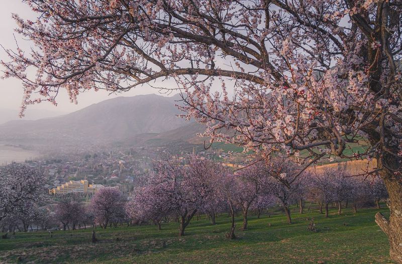 узбекистан, uzbekistan Урюк цвететphoto preview