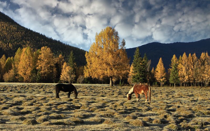 алтай, джазатор, беляши, республика алтай Алтайские зарисовкиphoto preview