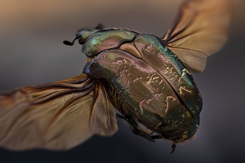 coleoptera, scarabaeidae, cetoniidae, protaetia lugubris, бронзовка мраморная Бронзовка мраморная фото превью