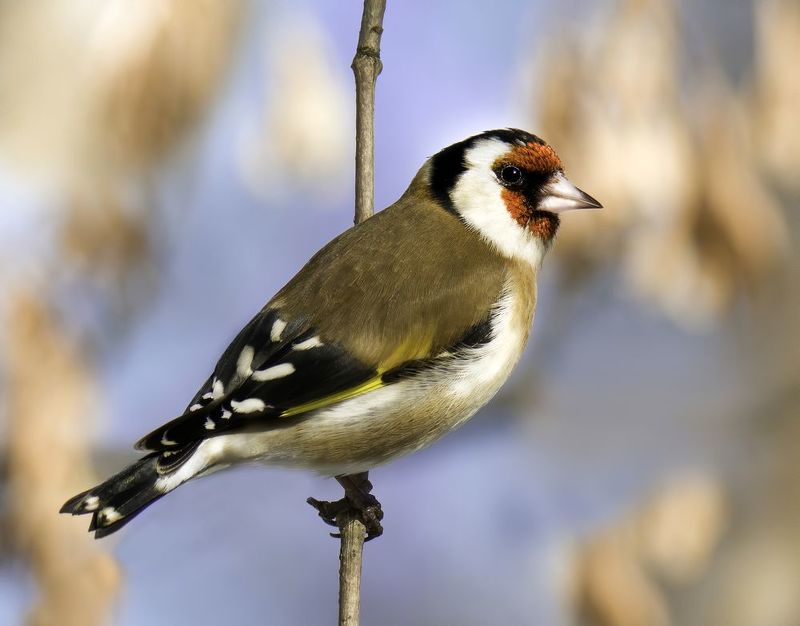 bluetit, birds,birding, birdwatching, birdshots, птицы, лазоревка, фотоохота, фотоптиц, природа, щегол, бердвотчинг Щеголphoto preview