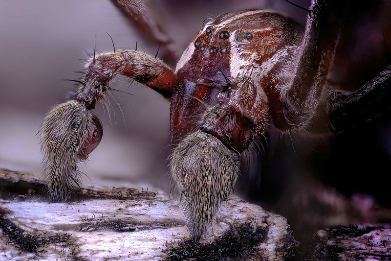 araneae, pisaura mirabilis, пизаура удивительная Боксерphoto preview