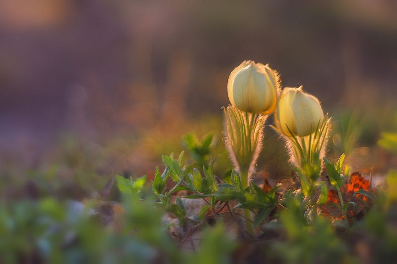 макро, подснежник, прострел, весна, сонтрава, цветы, закат, вечер, macro, flower На исходе дня фото превью