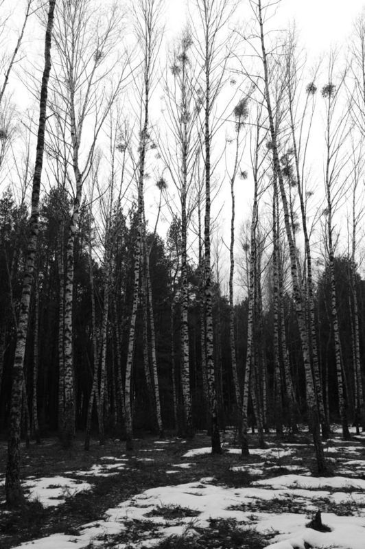 Грачи еще не прилетелиphoto preview