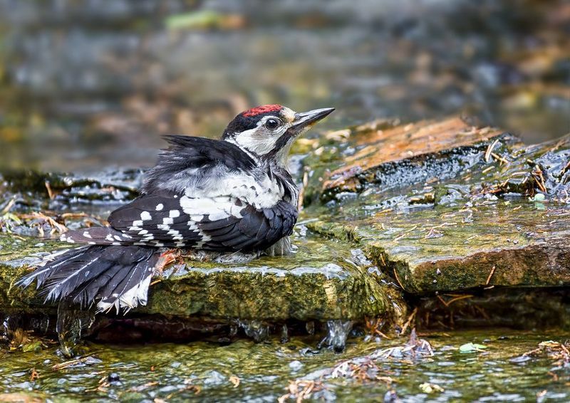 птица, дятел, ручей, купаемся в ручье..photo preview