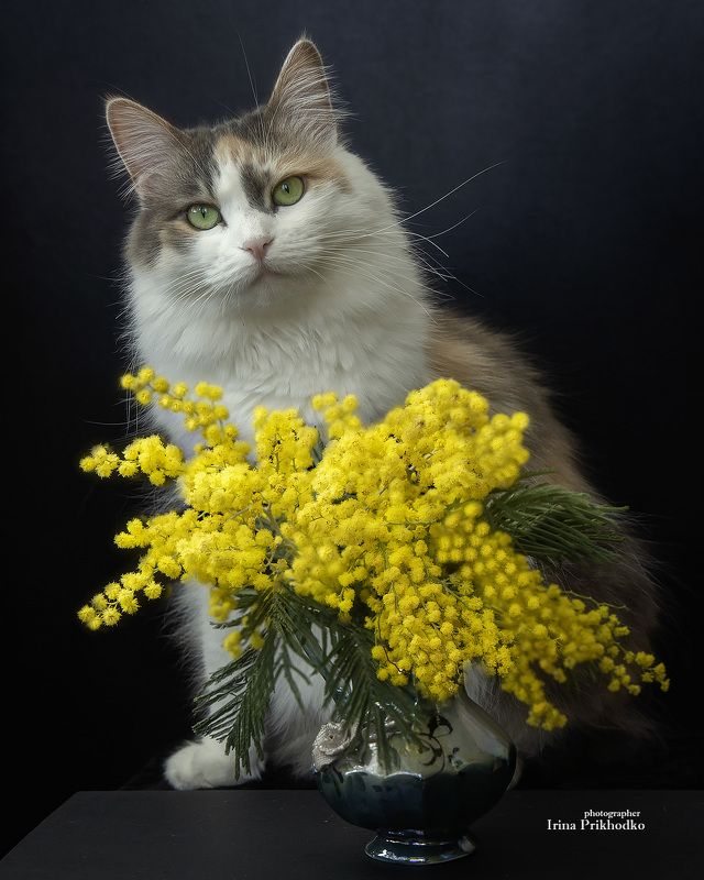 фото животных, кошки, домашние животные, питомцы, котопортрет, мимозы Весенняя Бусяphoto preview