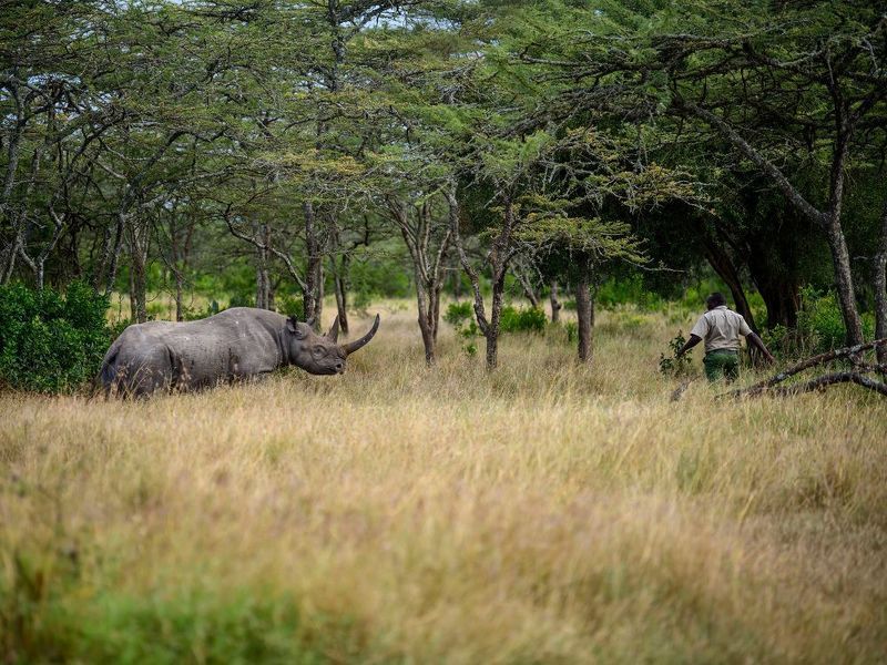 The man and his rhinophoto preview